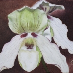 Paphiopedilum deperle