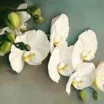 Phalaenopsis in White